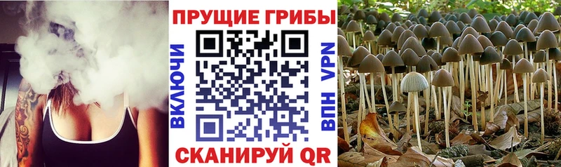 Галлюциногенные грибы Magic Shrooms  даркнет наркотические препараты  Северо-Курильск  ОМГ ОМГ зеркало 